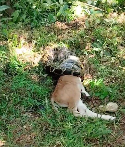 皇冠皇冠平台_广东汕尾一条蟒蛇吞食牛犊皇冠皇冠平台，当地：属保护动物，已放生