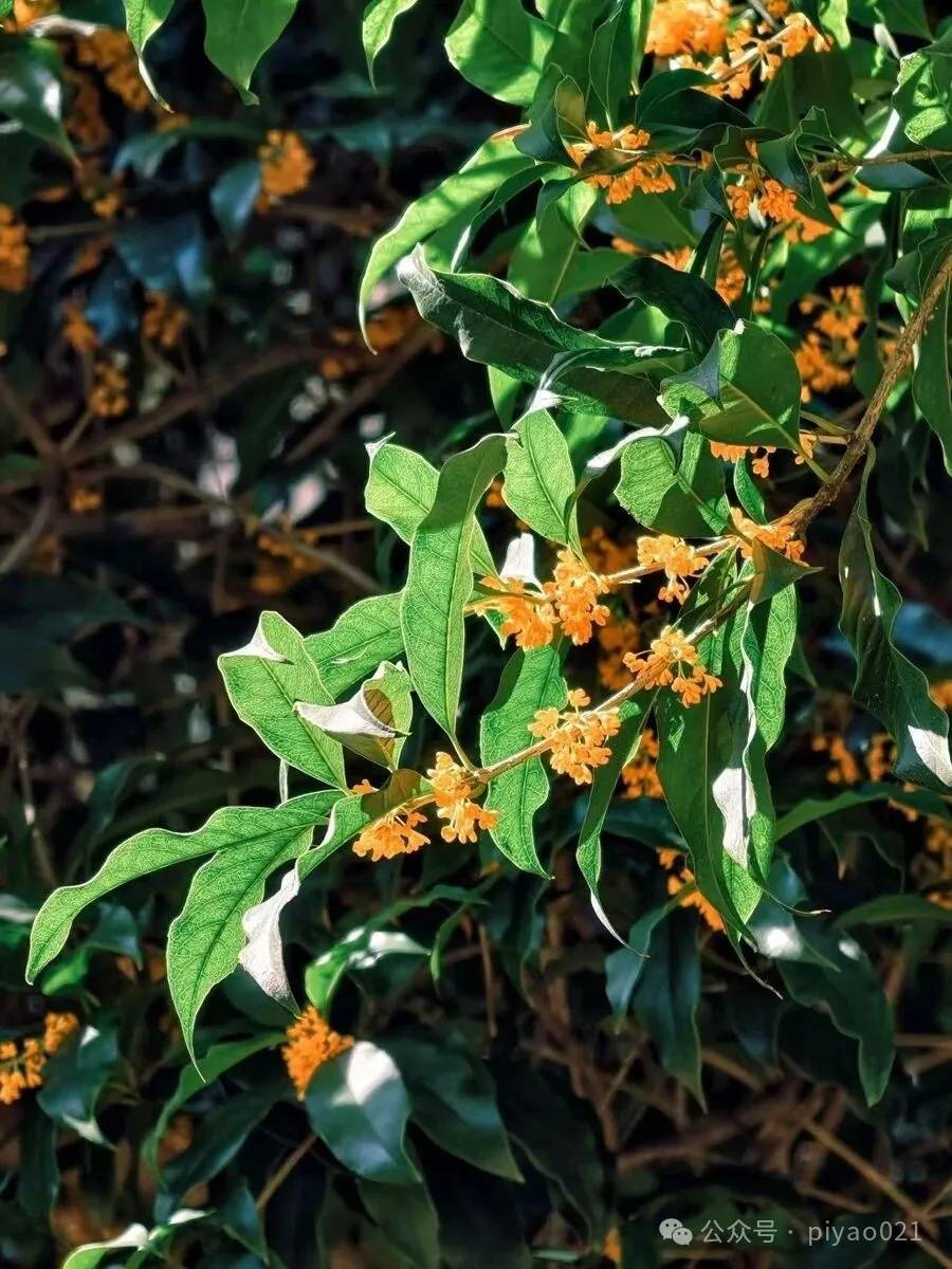 皇冠信用网会员_这两天皇冠信用网会员，上海满城都是！千万不要随便吃，容易中毒……